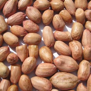 Cacahuetes Bold Premium de Alta Calidad, Suministro a Granel, 38 Unidades por Onza, Depende del Grado, Duración de 6 a 12 Meses, Ocho Unidades - Product Image 1