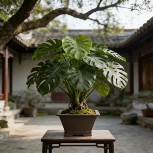 <span class=keywords><strong>Vasi</strong></span> <span class=keywords><strong>per</strong></span> Bonsai in <span class=keywords><strong>Legno</strong></span> dal Design Rustico Classico Yixing, Vaso Quadrato a Cascata Non Smaltato <span class=keywords><strong>per</strong></span> Uso a Pavimento - Product Image 3