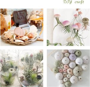 Set <span class=keywords><strong>di</strong></span> stelle marine e ricci <span class=keywords><strong>di</strong></span> <span class=keywords><strong>mare</strong></span> 12 pezzi conchiglie naturali decorazioni da 1.3 pollici 1.9 riccio <span class=keywords><strong>di</strong></span> <span class=keywords><strong>mare</strong></span> per piante aeree - Product Image 6