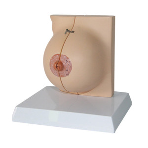 Medisch schoolonderwijs gebruikt anatomisch model van de borst in de periode van menselijke stasis, postpartum herstel, rustende borst, anatomisch model - Product Image 3
