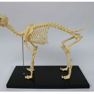 Offre Spéciale : Modèle de Squelette Canin Avancé en PVC pour l'Enseignement - Product Image 3