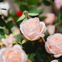 Kunstzijde Camellia Enkelstam Realistisch Hoge Simulatie Lichtroze Rood 73cm Pasen Bruiloft Kerst Huisdecoratie