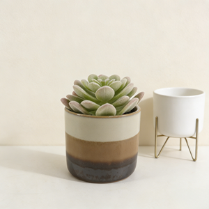 Suculentas Artificiales <span class=keywords><strong>de</strong></span> <span class=keywords><strong>Echeveria</strong></span> Lotus, Pequeñas Plantas Artificiales con Tacto Real, Plantas Suculentas <span class=keywords><strong>de</strong></span> Lotus Simuladas para el Hogar - Product Image 4