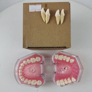 Modèle d'anatomie dentaire M7008 avec 28 dents extractibles, modèle de démonstration pédagogique en silicone médical - Product Image 2