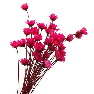 Flores secas decorativas Mini Margarita Ramo de manzanilla 50 tallos Color de otoño Flores secas naturales Margarita de estrella pequeña brasileña - Product Image 4