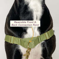 Sunraymascota, fabricants de harnais pour chiens, vente en gros de harnais et de laisses pour chiens, harnais pour chiens de luxe sur mesure