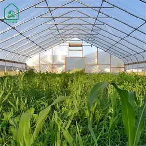 Hot Sale Agricultural Tunnel Greenhouse Single Span Dedicated For Growing