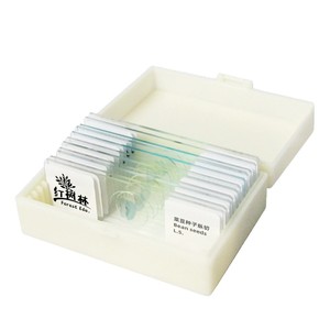 Sección longitudinal de semilla de frijol, tejido vegetativo de planta dicotiledónica, preparado para observación microscópica en biología - Product Image 3