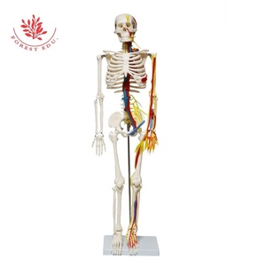Esqueleto modelo 85cm FRT013 PVC clásico médico vaso sanguíneo y nervio en el cuerpo un esqueleto médico Vertical modelo de cuerpo humano - Product Image 5