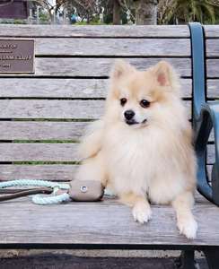 Porte-sac à déjections canines et distributeur de sacs à crottes en nylon fait main personnalisé avec rivets, cadeaux pour garçons et filles - Product Image 5