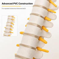 Modèle de colonne vertébrale et de bassin humains GelsonLab HSBM-110 45CM, modèle d'anatomie médicale en plastique