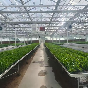 Invernadero Agrícola Tipo Venlo con Revestimiento de Vidrio, Utilizado para la Cría de Semillas, Exposiciones y Restaurantes Ecológicos - Product Image 6