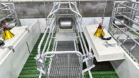 Cage de maternité galvanisée à chaud pour porcs, enclos de gestation robuste pour truies et box de maternité pour élevages porcins commerciaux