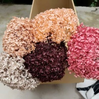 Naturecho Yunnan Getrocknete Blumen Ewig Haltbar mit Glycerin Konserviert Umweltfreundlich Individuelle Farben 50-60CM Tischdekoration für Abschlussfeier