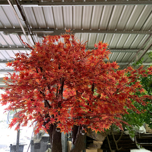 Cây Phong 4M Trang Trí Đám Cưới Cây Phong Thực Nhật Bản Cây Phong Nhật Bản - Product Image 6