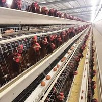 Poulailler de haute qualité pour 500 poussins de ponte, état neuf