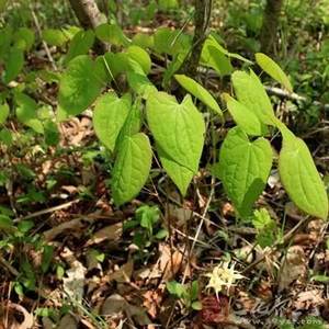 100% murni 3 7-bis (honey) icitin madu kambing bubuk gulma kapsul ekstrak epimedium 98% - Product Image 2