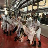 Équipement moderne entièrement automatique en acier inoxydable pour ligne d'abattage de moutons, destiné aux abattoirs à fort volume et aux usines de transformation de viande