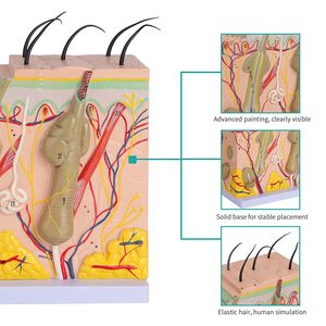 Menselijke Huid Anatomie Model Diagram Model Menselijke Anatomie Skin Model Structuur 50X Vergroting Met Haar - Product Image 3