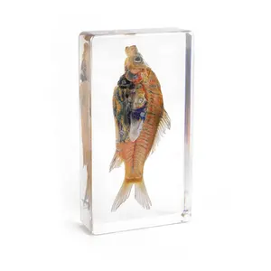 Teaching aid science experiment kit for kids fish anatomy taxidermy animals skeletons for sale