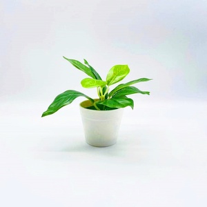 ต้นบอนไซนาฬิกาปลอมพร้อมดอกไม้ประดิษฐ์ ต้นไม้กระถางขนาดเล็ก ของตกแต่งสร้างสรรค์ ใบไม้สีเขียว จัดส่งตรงข้ามแดน - Product Image 4