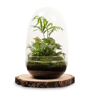 Прямая Продажа с фабрики прозрачная стеклянная ваза в форме яйца, стеклянный ваза из тропического леса, Террариум, теплица ручной работы из прозрачного стекла
