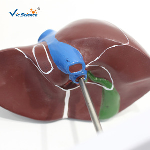 Modèle d'anatomie du foie 1:1, outil pédagogique médical pour l'enseignement de l'anatomie du foie - Product Image 4