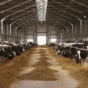 Bâtiment d'usine modulaire en structure acier à faible coût pour ferme laitière préfabriquée en structure acier - Product Image 2