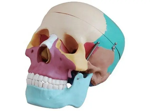 Modello di Cranio Umano con Cervello, Produttore di Modelli di Cranio Colorati per Scuole Mediche - Product Image 4