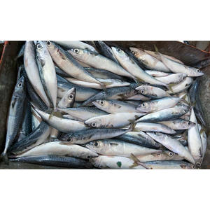 أفضل الأسماك في الشرق الأوسط-بيع بالجملة لسوق الشرق الأوسط والمطاعم ومحلات السوبر ماركت-شهادة الحلال - Product Image 3