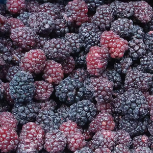 Mûres surgelées en vrac pour smoothies, confitures et pâtisseries - Product Image 4
