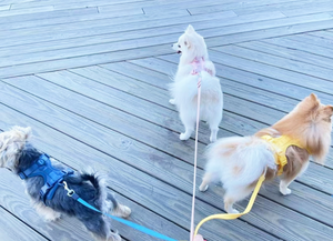 Correa y Arnés para Mascotas (Perros y Gatos) con Dispensador de Bolsas para Excrementos, Recubrimiento de PVC Súper Resistente, Impermeable y Fácil de Limpiar - Product Image 6