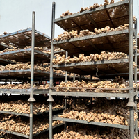 Gingembre Kakuro en vrac, gingembre frais séché, racine de gingembre, exportation en gros, prix compétitif, directement du fournisseur chinois, Gingembre