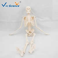Modèle de squelette humain miniature de 45 cm, taille réelle, modèle médical de squelette, os de squelette
