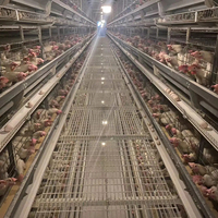 Fournisseurs d'équipements avicoles automatiques à bon prix, cages de type A pour poules pondeuses