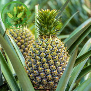 High Quality <strong>Bromelain</strong> Enzyme Nattokinase Powder 600 800 2400 3000 5000 GDU From China <strong>Supplier</strong> - Product Image 3