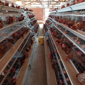 กรงเลี้ยงไก่แบบใหม่ 3/4 ชั้น แข็งแรง ทนทาน ผลิตจากเหล็กชุบสังกะสีแบบจุ่มร้อน อุปกรณ์ฟาร์มใช้งานง่าย - Product Image 6