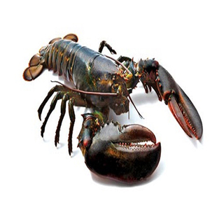 อาหารทะเลคุณภาพสูง กุ้งมังกรสดเกรดพรีเมียม ราคาตลาดต่ำ กุ้งมังกรหนามสด - Product Image 4