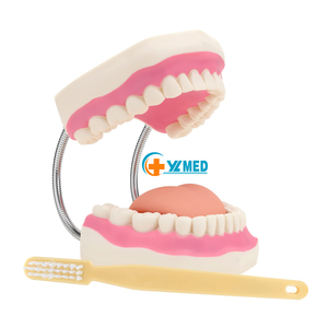 Modello Dentale Didattico con Ingrandimento 6x, Forniture Odontoiatriche, Protesi Linguale Senza Giunture con 28 Denti - Product Image 1