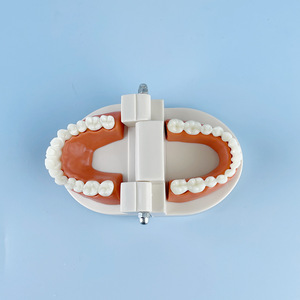 Prothèses dentaires, modèles dentaires, instruments et matériaux dentaires : vente en gros pour fabricants, simulation pédagogique, petits modèles dentaires - Product Image 4