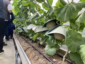 เมล่อนญี่ปุ่น - Product Image 5