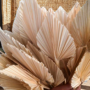 Precio de Fábrica, Abanico Grande de Hojas de Palma Secas Tropicales, Hojas de Palma Naturales Secas para el Hogar, Estilo Boho, Día de la Madre, Graduación - Product Image 2