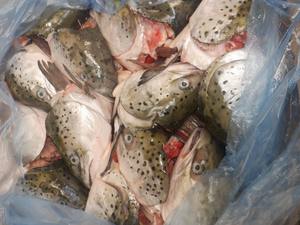 <span class=keywords><strong>Prix</strong></span> bon marché Tête <span class=keywords><strong>de</strong></span> <span class=keywords><strong>saumon</strong></span> congelée à la machine Tête <span class=keywords><strong>de</strong></span> <span class=keywords><strong>saumon</strong></span> <span class=keywords><strong>de</strong></span> l'Atlantique Tête <span class=keywords><strong>de</strong></span> <span class=keywords><strong>saumon</strong></span> congelée - Product Image 6