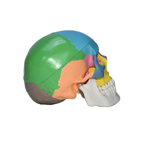 Sản Xuất Mô Hình Xương Giải Phẫu Bằng Nhựa Ba Phần Chất Lượng Cao Mô Hình Bộ Xương Người Hộp Sọ Màu Châu Âu Và Mỹ - Product Image 5