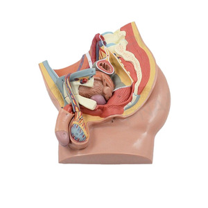 Modelo de perfil de entrepierna del cuerpo humano, modelo anatómico humano, modelo médico - Product Image 6