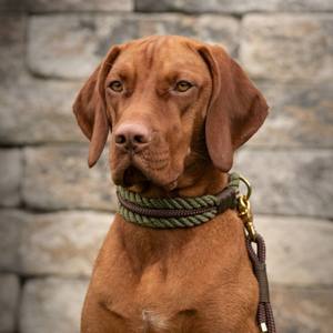 Nieuw product <span class=keywords><strong>2026</strong></span> 2025 Reflecterende dierenprint hondenriem met trekhaak, gevlochten, duurzaam hondenhalsband & -riem - Product Image 4