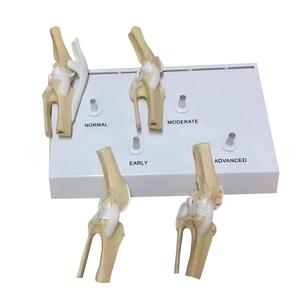 แบบจำลองโรคข้อเข่าเสื่อมในสุนัข 4 ขั้นตอน สำหรับ<span class=keywords><strong>การ</strong></span>สอนกายวิภาคสัตว์ - Product Image 5