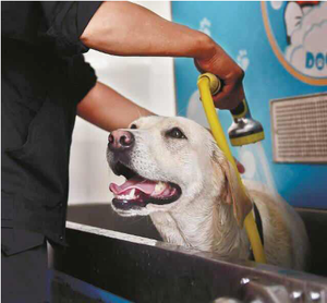 2025 Automatische DIY Hunde- und Katzen-Waschstation SB-Haustierbadewanne Verkaufsautomat aus Edelstahl für die Fellpflege von Haustieren - Product Image 3