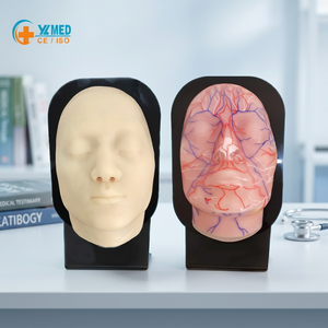 Tête en silicone pour l'enseignement des sciences médicales, pour l'étude des vaisseaux sanguins et des nerfs faciaux, avec ressources pédagogiques pour l'injection, CE/ISO - Product Image 1