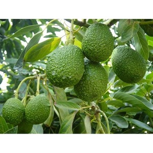 Olio di Avocado Extra Vergine Spremuto a Freddo 250 ml Bottiglia in Vetro dalla Spagna - Product Image 4